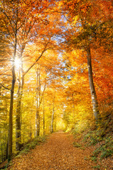 Plakat barwy jesieni w słonecznym lesie