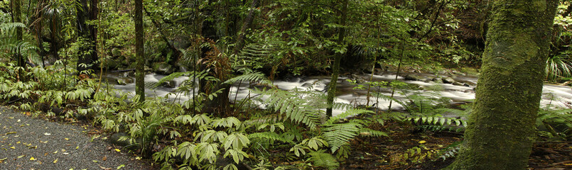 Wall Mural - Stream