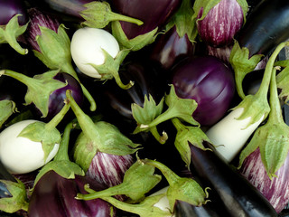 Wall Mural - fresh harvested eggplants of different varieties