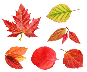 Wall Mural - Autumn leaves set isolated
