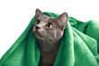 © Africa Studio - Cat with green blanket on light background