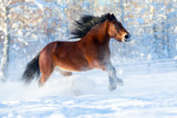 Fototapeta Konie - Big draft horse runs in winter