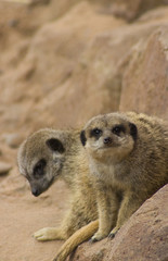 stunning meerkat