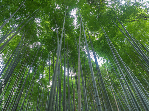 Tapeta ścienna Kioto bambusowy gaj, Japonia