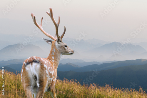 Naklejka samoprzylepna Jeleni whitetail