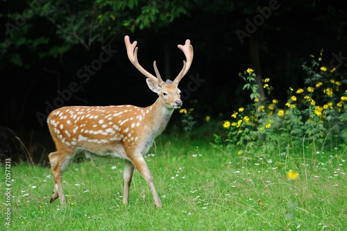 Naklejka samoprzylepna Jeleni whitetail