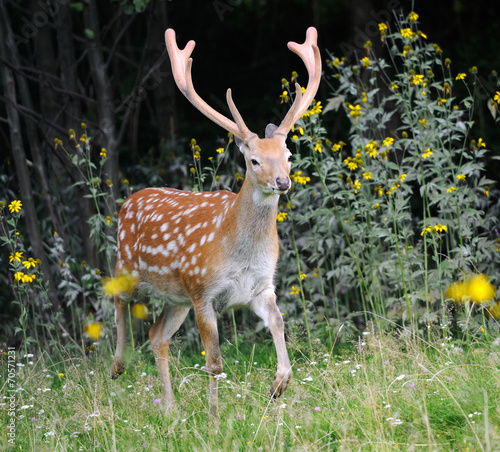 Naklejka samoprzylepna Jeleni whitetail