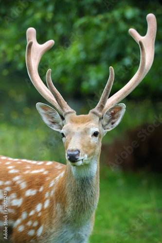 Naklejka samoprzylepna Jeleni whitetail