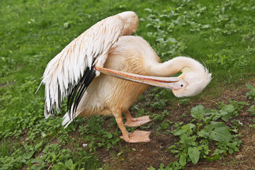 Wall Mural - Pelican cleans feathers