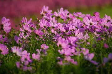 Wall Mural - flower garden
