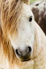 Fotoroleta piękny stajnia ranczo koń portret