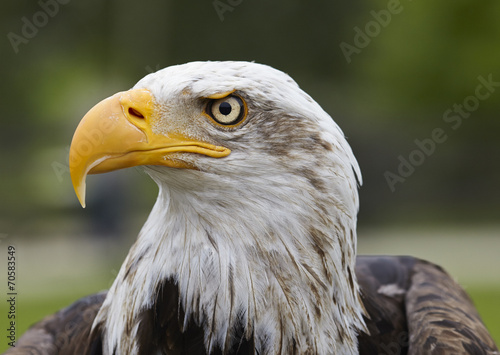 Plakat na papierze fotorealistycznym Haliaeetus leucocephalus.american eagle.
