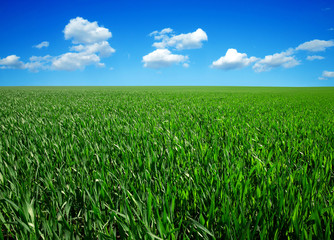 Wall Mural - green field