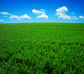 Wall Mural - green field