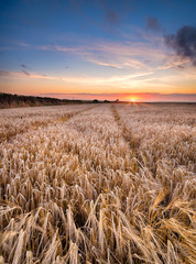 Sticker - Barley Field in the Cornish Countryside