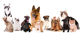 Fototapeta Zwierzęta - Collage of cute pets isolated on white