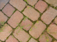 Paver Bricks With Moss