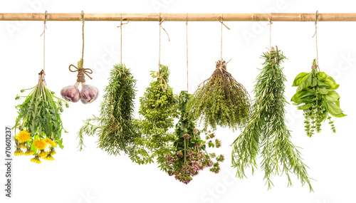 Naklejka na kafelki hanging bunches of fresh spicy herbs. herbal medicine