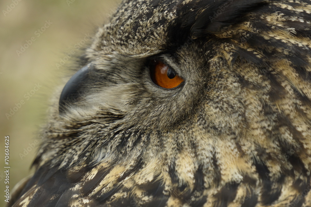 Closeup of an owl - obrazy, fototapety, plakaty 