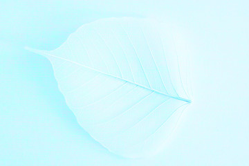 Wall Mural - white foliage