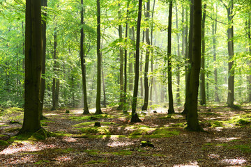 Wall Mural - forest