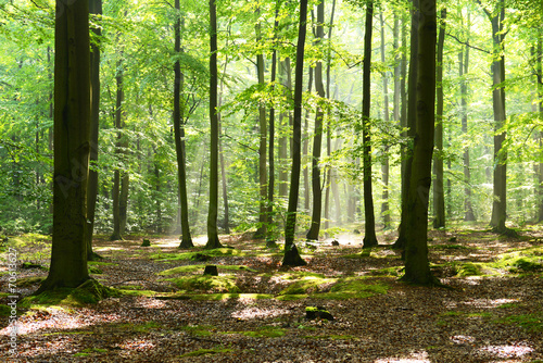 Fototapeta na wymiar Gęsty zielony las w świetle słonecznym