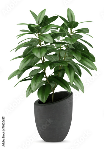 Cuadros en Lienzo houseplant in black pot isolated on white background