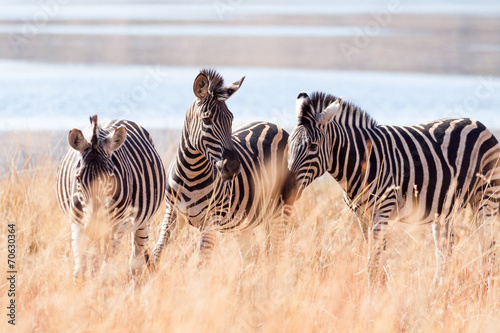 Plakat na papierze fotorealistycznym Małe stado dzikich zebra burchells wypasu w pobliżu jeziora