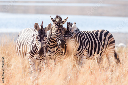 Plakat na papierze fotorealistycznym Małe stado dzikich zebra burchells tarcie głowy w pobliżu jeziora