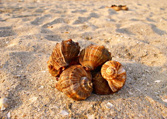 Sticker - Sea shells on the sand. Vacation concept.