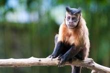 Closeup Of A Capuchin Monkey Sitting On A Branch