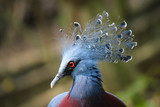 Fototapeta Zwierzęta - Blue peacock