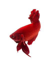 Wall Mural - siamese fighting fish , betta isolated on white background.