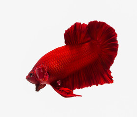 Wall Mural - siamese fighting fish , betta isolated on white background.