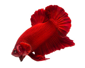 Wall Mural - siamese fighting fish , betta isolated on white background.