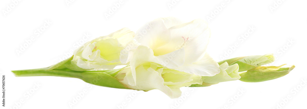 beautiful gladiolus flower, isolated on white