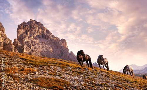 Board z aluminiowym obramowaniem Piękne konie w dolomitach