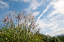 Closeup Of A Chinese Silver Grass Against The Blue Sky