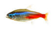 Neon tetra fish isolated white