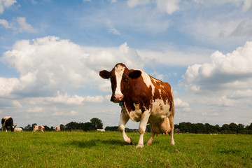 Wall Mural - Dutch cow