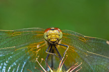 Funny Dragonfly Sitting On Herb On Green Background