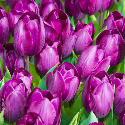 Naklejka samoprzylepna Fioletowe tulipany