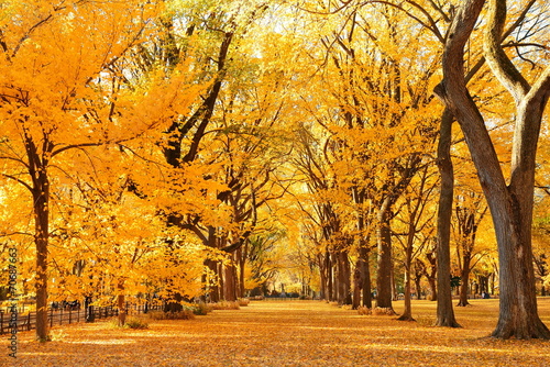 Naklejka samoprzylepna Park centralny jesień