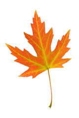orange leaf of silver maple, acer saccharinum.
