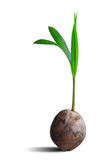 Fototapeta Tulipany - Sprout of coconut tree isolated on white with clipping path.