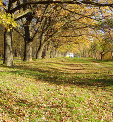 Sticker - autumn background