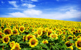 Fototapeta Kwiaty - sunflower