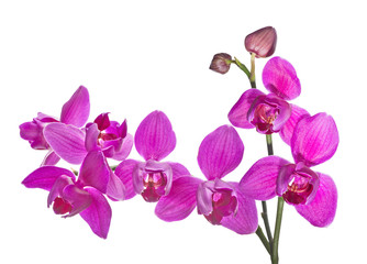 Wall Mural - three petals isolated dark pink orchids