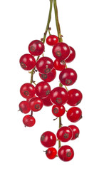 Wall Mural - red currants isolated on white