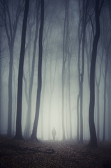 Wall Mural - man walking on path through spooky dark forest